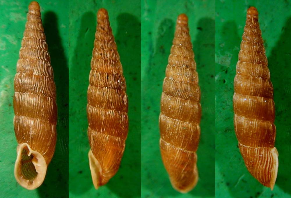 Laciniaria (Laciniaria) plicata (Draparnaud, 1801)